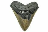 Fossil Megalodon Tooth - North Carolina #331088-1
